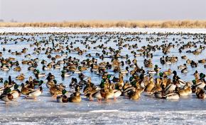 數(shù)萬只水鳥在烏梁素海越冬