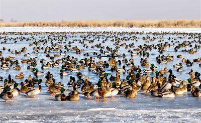 數(shù)萬只水鳥在烏梁素海越冬