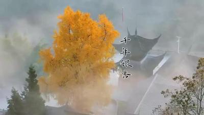 美若仙境！重慶這棵千年銀杏美成了壁紙