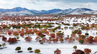 內(nèi)蒙古：雪伴彩楓