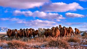 2030年目標定了！阿拉善盟繪就畜牧業轉型升級新藍圖