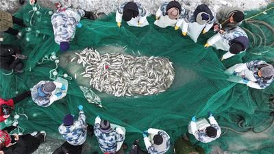 冰湖起網(wǎng)慶豐收！赤峰達(dá)里湖冬捕開網(wǎng)