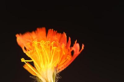 國內(nèi)首次！夏爾希里自然保護(hù)區(qū)發(fā)現(xiàn)菊科新物種“橙黃細(xì)毛菊”