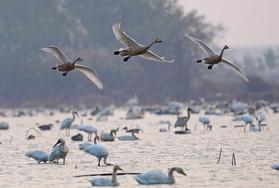 南昌：五星白鶴保護小區迎來候鳥棲息高峰
