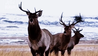 近百頭馬鹿組團踏雪巡游