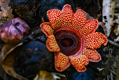數(shù)量極其稀少 寄生花在云南西雙版納驚艷盛放