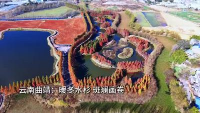 云南曲靖水杉林斑斕如畫