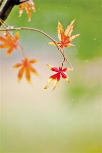 （詩詞歌賦）寒露驚秋晚 朝看菊漸黃