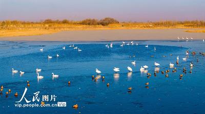 甘肅張掖：越冬天鵝舞翩躚