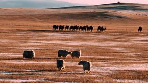 內(nèi)蒙古錫林郭勒：冬雪潤(rùn)草原 生靈映余暉