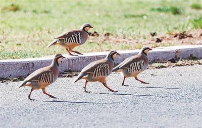 巴彥浩特：綠色好生態(tài) 引得百鳥來