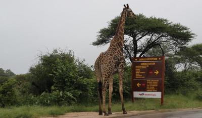 洪災重創(chuàng)南非最大野生動物保護區(qū)
