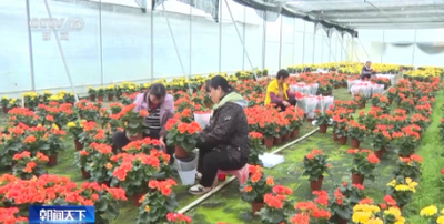 視頻丨春節(jié)臨近各地年宵花熱銷 你最喜歡哪一款？