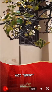 聯(lián)播+ | “趕考”路上 重溫“窯洞之問” 