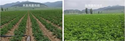 綠氮活菌“豐產方案”破解全國馬鈴薯種植瓶頸