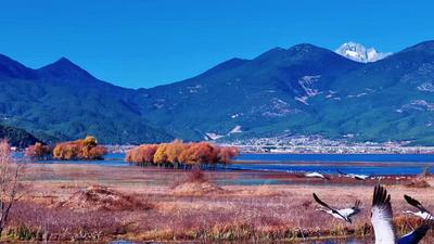 冬日麗江拉市海：湖畔浮光 鶴影共舞