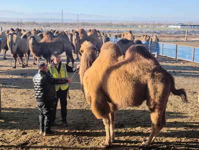 金融賦能為內(nèi)蒙古阿拉善右旗駱駝養(yǎng)殖添新動力