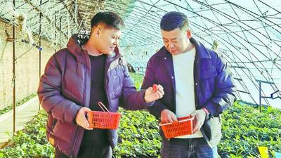 寒冬暖棚蘊(yùn)生機(jī) 采摘鮮甜醉游人