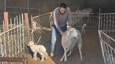 玩轉科技~看阿拉善牧民王小軍的“智慧”生活