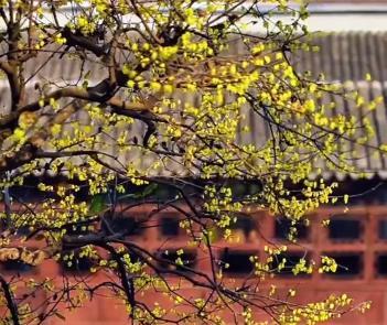 蘇州園林蠟梅開放演繹中式美學(xué)