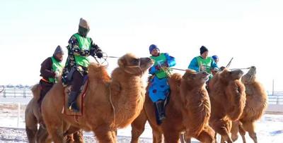 烏蘭察布第三屆冰雪那達慕之駝馬爭霸賽1月26日啟幕