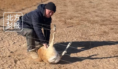 牧民護(hù)邊員暖心解救國家一級野生保護(hù)動(dòng)物黃羊