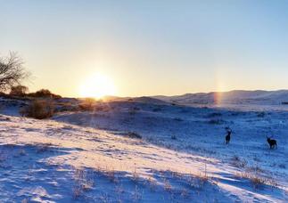 内蒙古：草原精灵的晨练比武