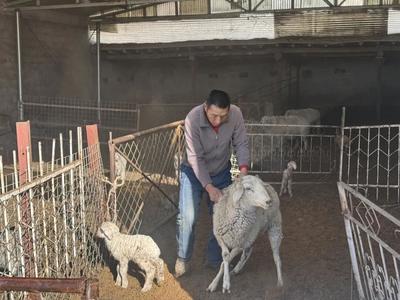 科技太香了！阿拉善左旗牧民的“智能養(yǎng)畜”太令人羨慕！