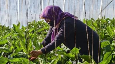 阿拉善盟：設施農(nóng)業(yè)激活增收致富“新動能”