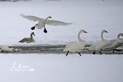 山東榮成：天鵝浴雪
