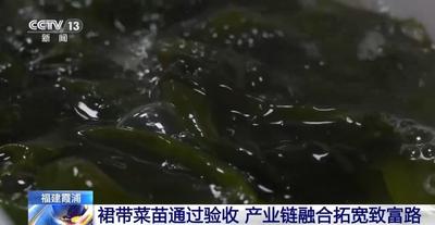 我國(guó)首批南方培育養(yǎng)殖裙帶菜苗投產(chǎn)