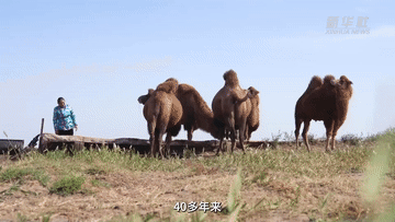 中國網(wǎng)事·感動2025｜戈壁“戍邊額吉”敖云其木格