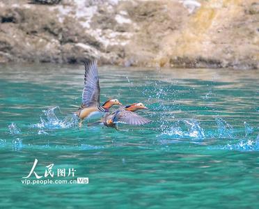重慶 ：生態(tài)小三峽成鴛鴦越冬樂園