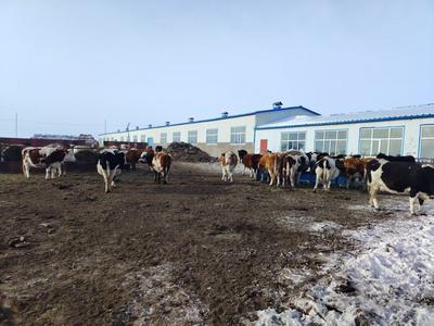 保險服務(wù)筑起北疆農(nóng)牧業(yè)生產(chǎn)的“溫暖防線”