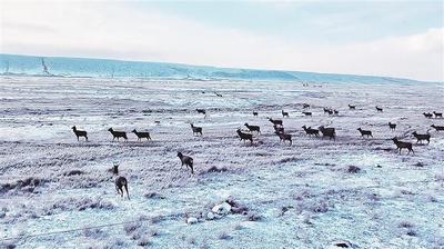 雪映賀蘭 鹿鳴山幽