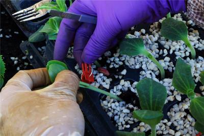 苗棚育新芽 播种新希望