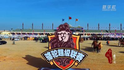 內(nèi)蒙古：“沙漠之舟”競速燃情