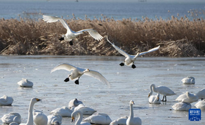 大批大天鵝在山東榮成越冬