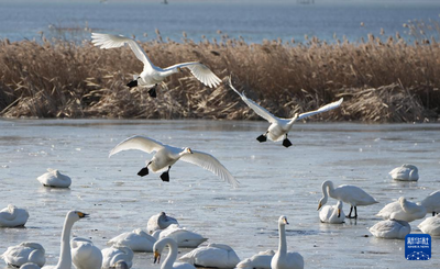 大批大天鵝在山東榮成越冬
