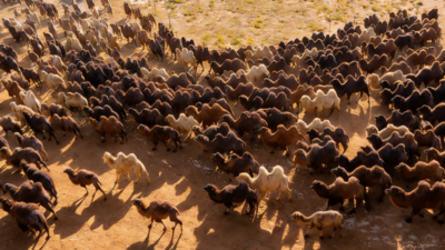 駱駝產(chǎn)業(yè)成為阿拉善鄉(xiāng)村振興“黃金產(chǎn)業(yè)”