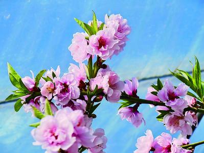 察右前旗：温室大棚里，冬日桃花别样红