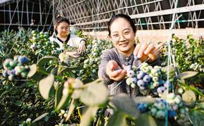 設(shè)施農(nóng)業(yè)激活冬日鄉(xiāng)村