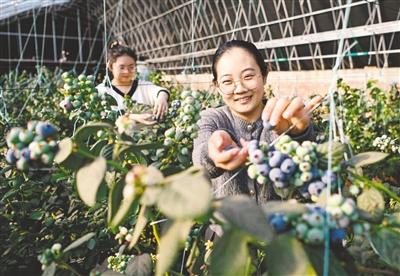 設施農(nóng)業(yè)激活冬日鄉(xiāng)村