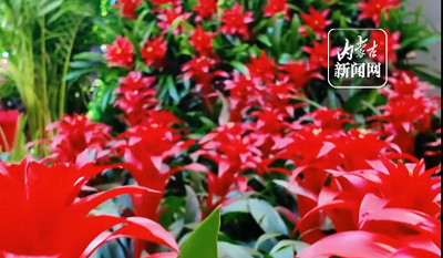 呼和浩特雕塑博物館北方年宵花展開展