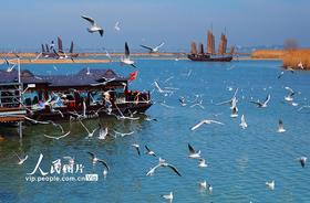 江蘇蘇州：太湖水域迎來(lái)賞鷗觀(guān)景熱潮