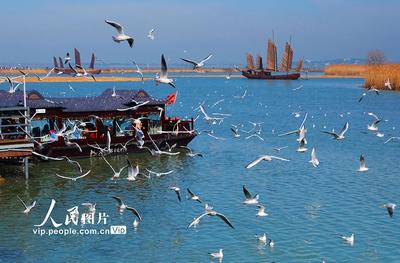 江蘇蘇州：太湖水域迎來賞鷗觀景熱潮