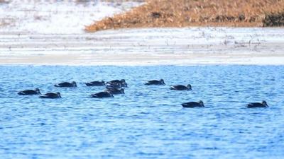 好生態(tài)引客來！“小精靈” 寒天戲水不南飛
