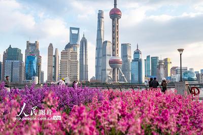 上海：北外灘紫羅蘭競相綻放