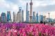 上海：北外灘紫羅蘭競(jìng)相綻放
