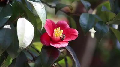 從嶗山古觀飛入百姓家，耐冬是什么花？